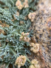 Podistera nevadensis