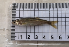 Squalius alburnoides