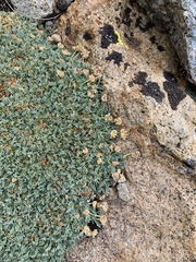 Podistera nevadensis
