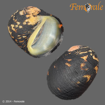 Nerita japonica