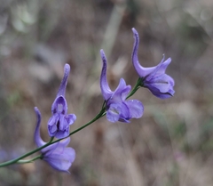 Delphinium verdunense