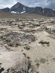 Podistera nevadensis