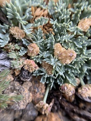 Podistera nevadensis