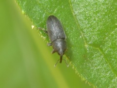 Mecinus pyraster