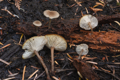 Hydropus marginellus