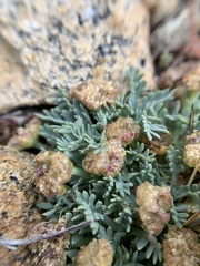 Podistera nevadensis