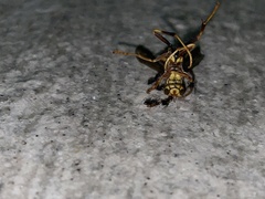 Nylanderia bourbonica