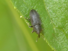 Mecinus pyraster