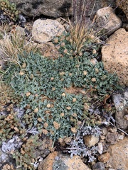 Podistera nevadensis