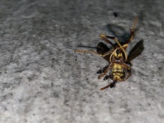 Nylanderia bourbonica