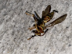 Nylanderia bourbonica