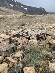 Podistera nevadensis