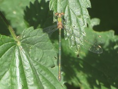 Chalcolestes viridis