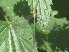 Chalcolestes viridis