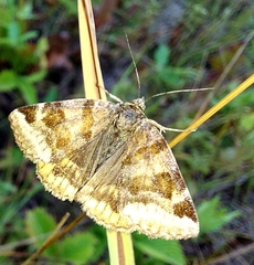 Euclidia glyphica