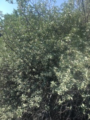Elaeagnus commutata