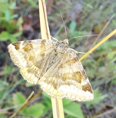 Euclidia glyphica