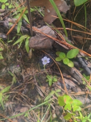Pinguicula pumila
