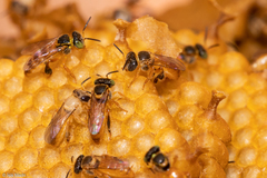 Tetragonisca angustula