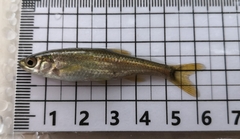 Squalius alburnoides