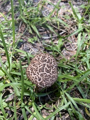 Strobilomyces strobilaceus image