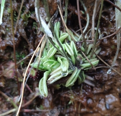 Pinguicula lusitanica