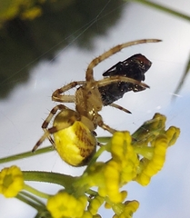 Araneus quadratus