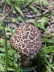 Strobilomyces strobilaceus image
