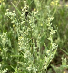 Chenopodium berlandieri macrocalycium