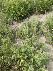 Chenopodium berlandieri macrocalycium