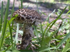 Strobilomyces strobilaceus image