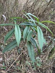 Symplocos wikstroemiifolia