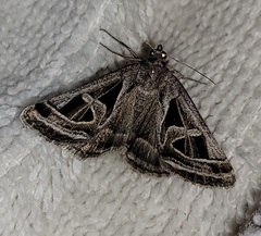 Callistege intercalaris