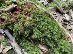 Thamnobryum