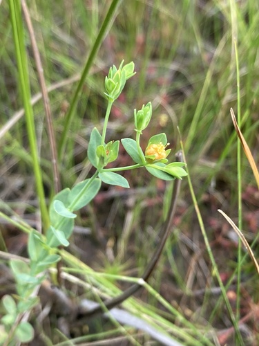 Coppery St. Johnswort (Hypericum denticulatum)