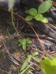 Pinguicula pumila