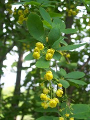 Berberis vulgaris — photo 3
