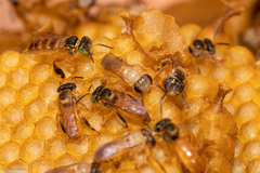 Tetragonisca angustula