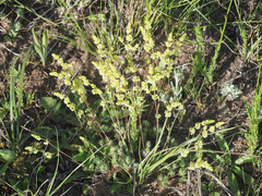 Psammotropha mucronata