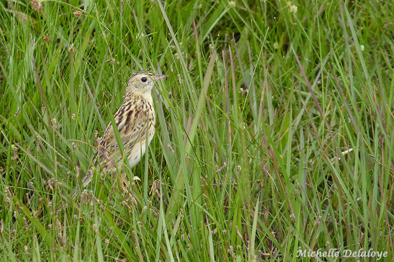 Ochre-breasted Pipit photo