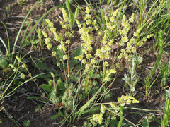 Psammotropha mucronata