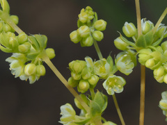 Psammotropha mucronata