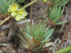 Psammotropha mucronata