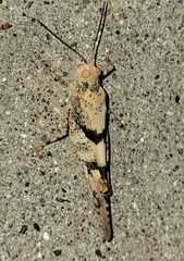 Trimerotropis pistrinaria