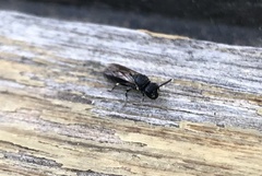 Hylaeus communis