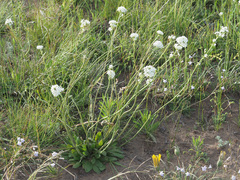 Manulea buchneroides