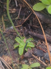Pinguicula pumila