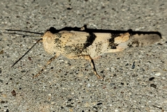 Trimerotropis pistrinaria