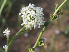Manulea buchneroides
