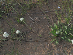 Manulea buchneroides